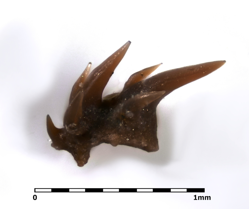 Tandspiral fra Gomphonchus sandelensis