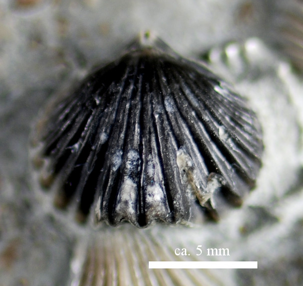 Microsphaeridiorhynchus nucula