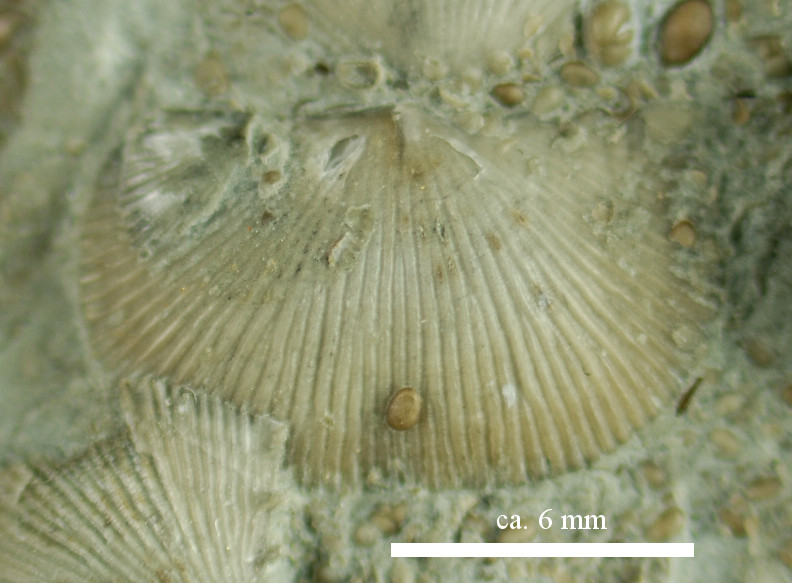 Protochonetes missendenensis