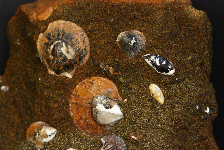 Side b af Limonit-sandsten med muslinger