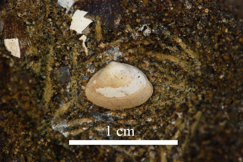 Nucula (Lamellinucula) comta</i> med skal, fundet på Hjarnø