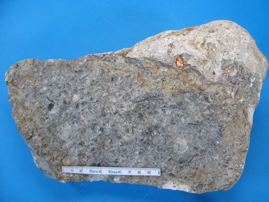 Beyrichia Kalk med trilobitrester