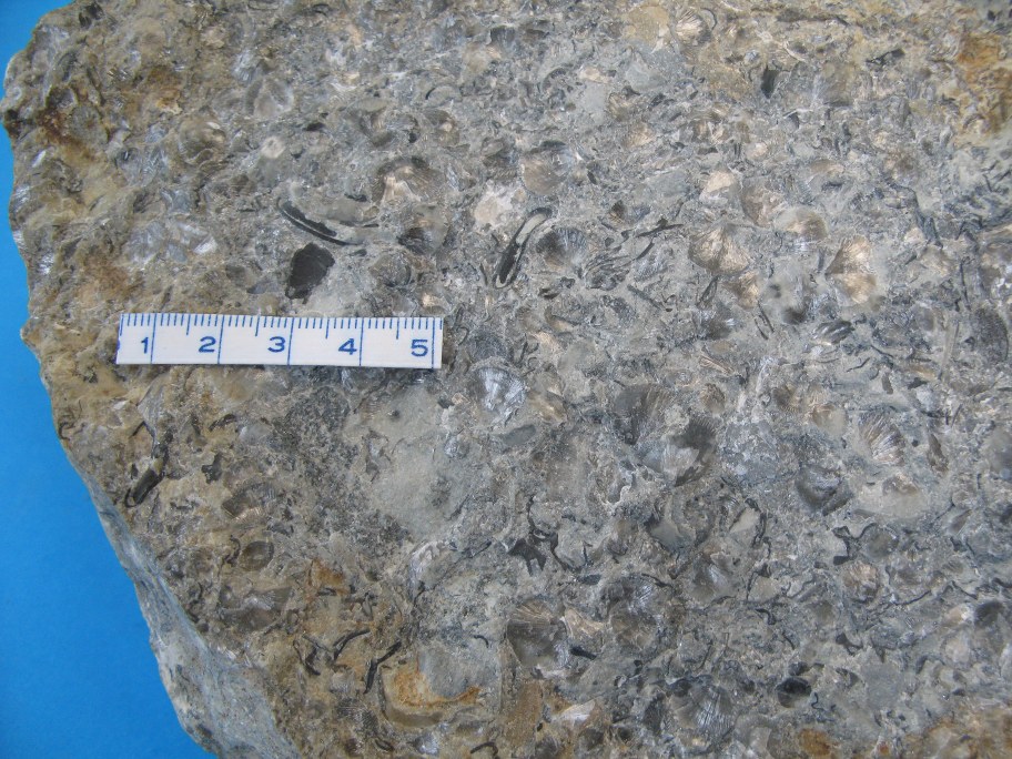 Nærbillede af trilobitrester