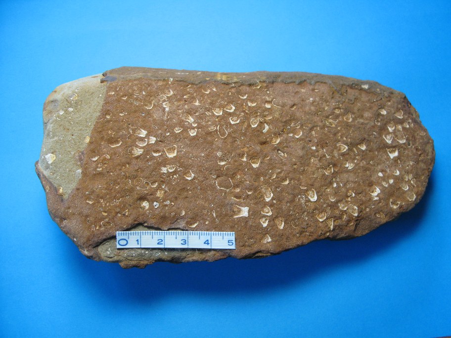 Sandsten med koral Sphenotrocus latus