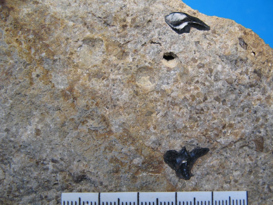 Wealden sandsten med to store fiskeskæl fra Lepidotes