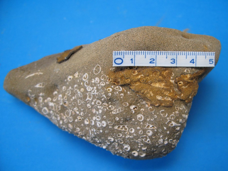 Turritella-sandsten med Turritella snegle