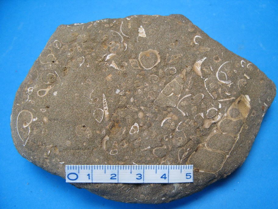 Turritella-sandsten med Turritella snegle og muslinger