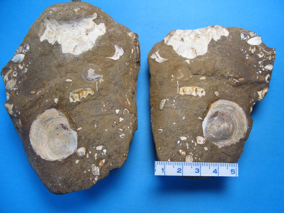 Sandsten med ammonit og muslingerester