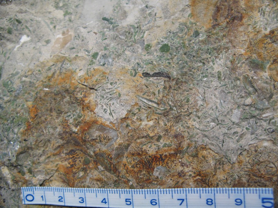 Nærbillede af glaukonitrig Echinodermkonglomerat