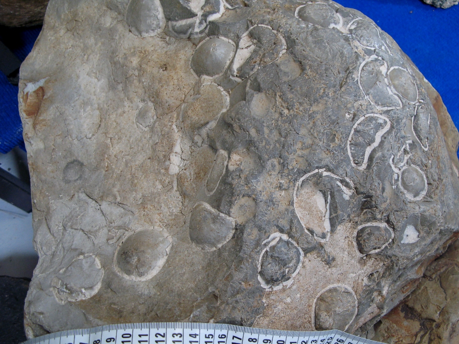 Nærbillede af synlige søpindsvin Echinocorys