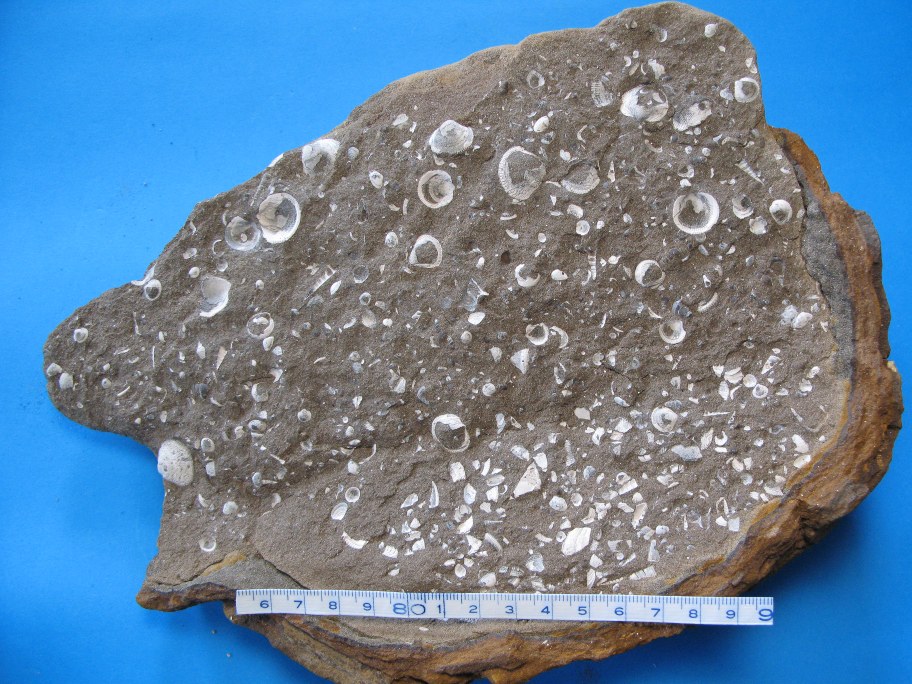 Turritella-sandsten med Turritella snegle og muslingen Cardium