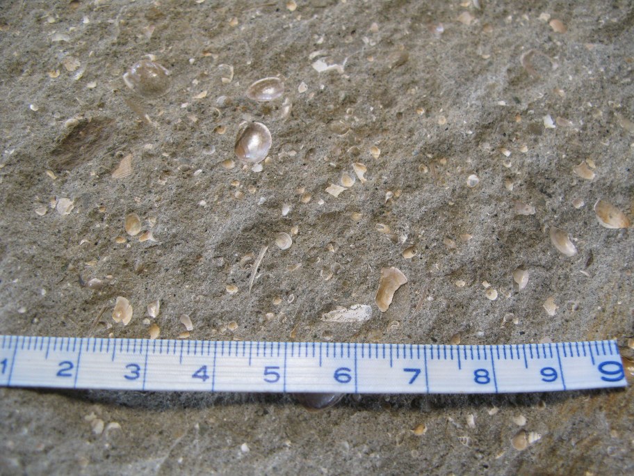 Nærbillede af Kalksandsten med musling Nucula