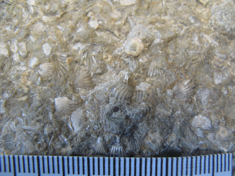 Nærbillede af Microsphaediorhynchus nucula