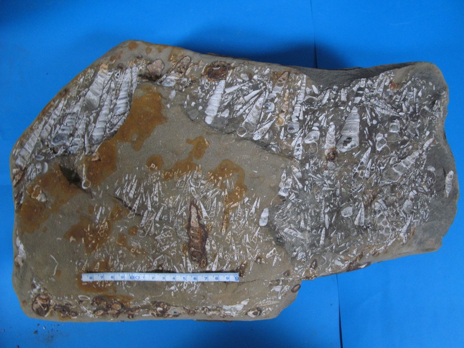 Turritella-sandsten med op til 7 cm store Turritella tårnsnegle