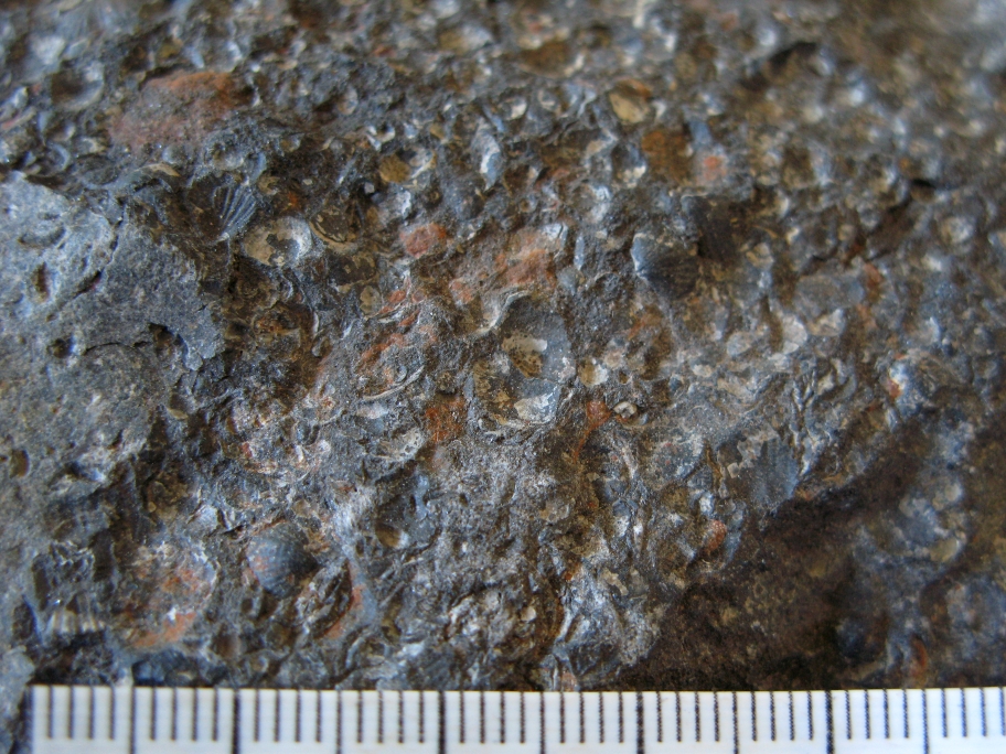 Nærbillede af brachiopoder Orusia