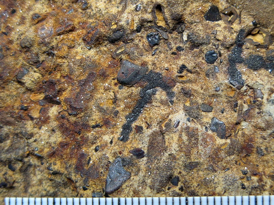 Nærbillede af Wealden sandsten med tænder af benfisk, hajer og reptiler