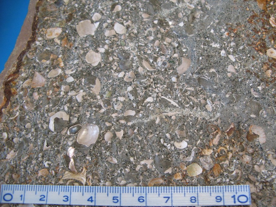 Nærbillede af Lellinge Grønsand med snegle, muslinger, bryozoer