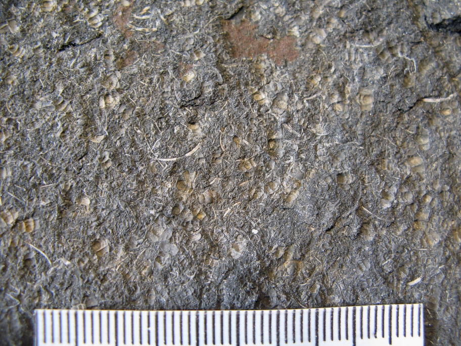 Nærbillede af bagsiden af stenen