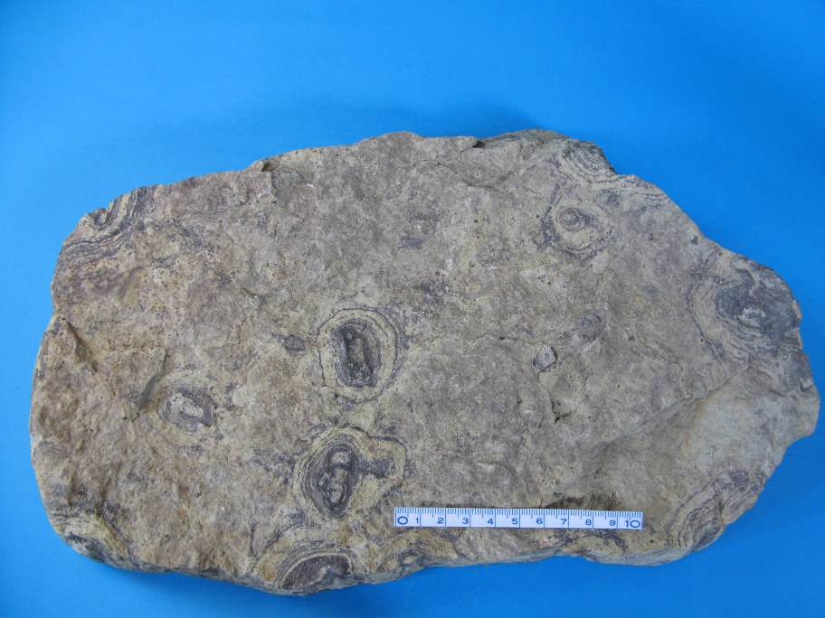 Sandsten med Stromatoliter