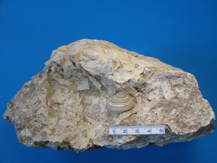 Kalksten af Faxe koralkalk med snegl Pleurotomaria niloticiformis
