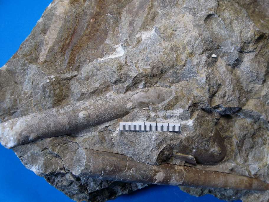 Nærbillede af orthoceratiter