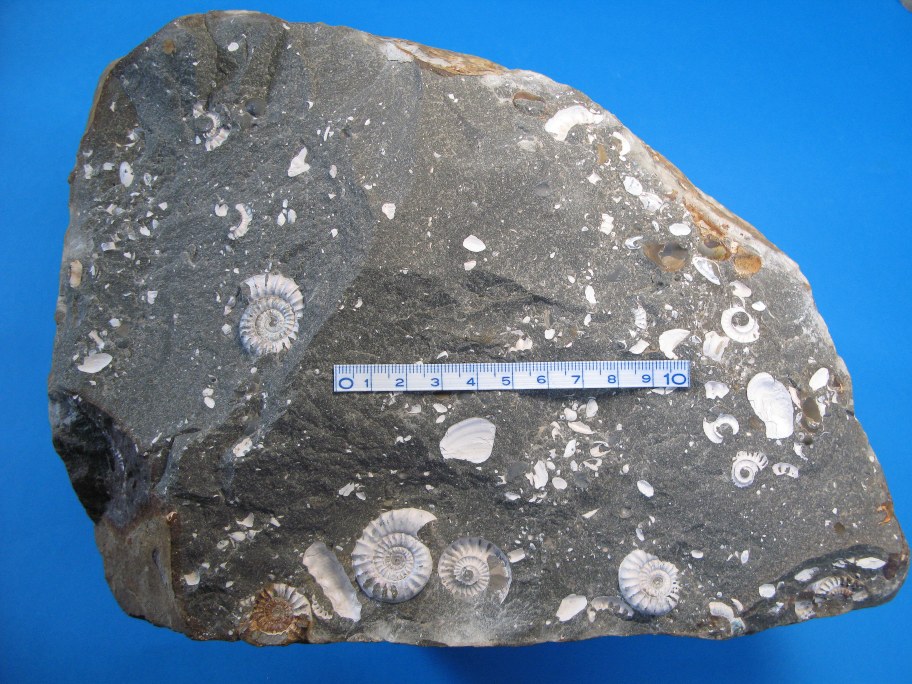 Sandsiltsten med næsten intakte ammonitter
