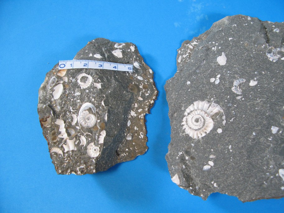 Nærbillede af ammonitter