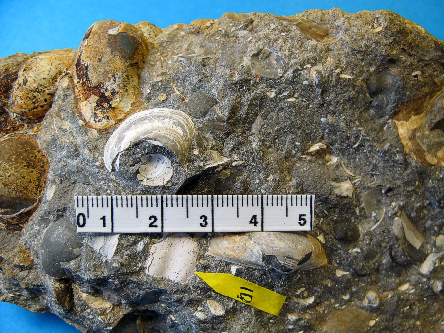Fragment af ammonit