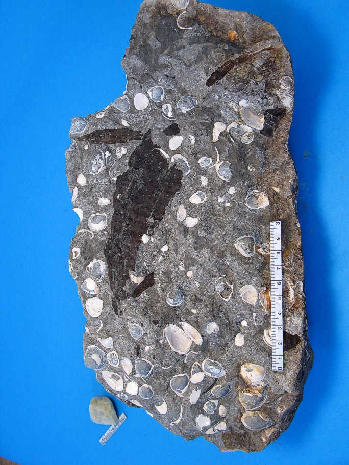 Wealden sandsten med brakvandsmuslinger Neomiodon og forstenet træ
