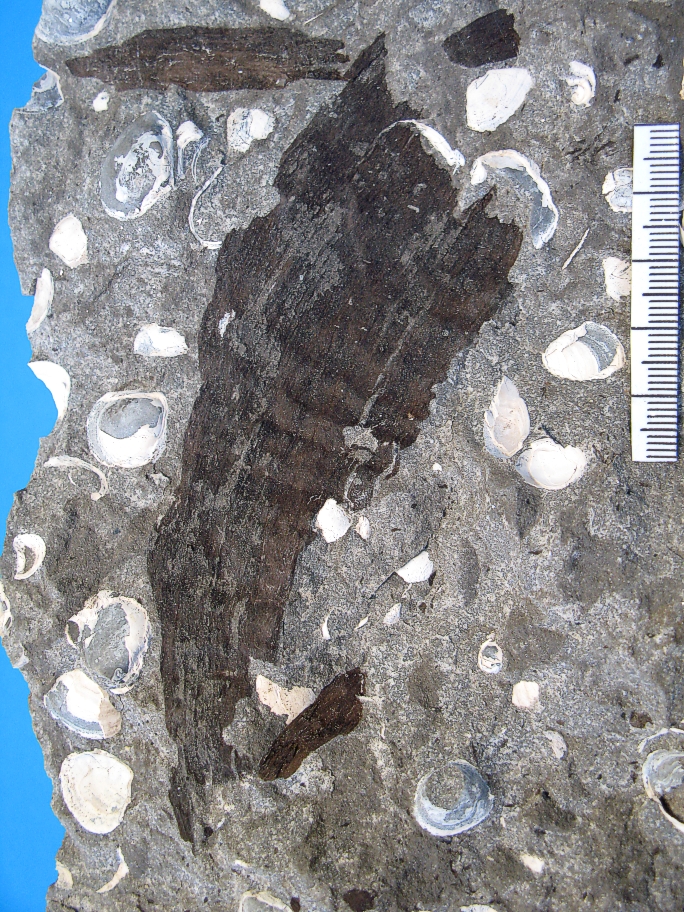 Nærbillede af brakvandsmuslinger Neomiodon og forstenet træ