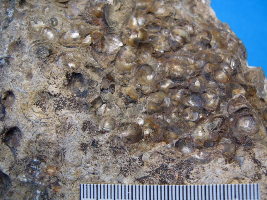 Nærbillede af Sandsten med tætte lag af små muslingeskaller