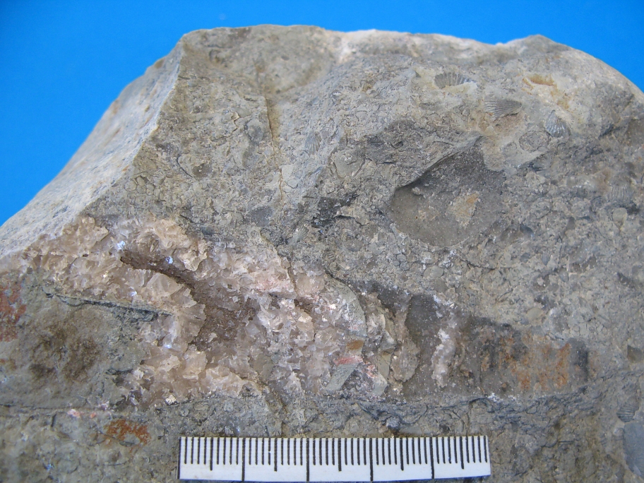 Nærbillede af Armenoceras