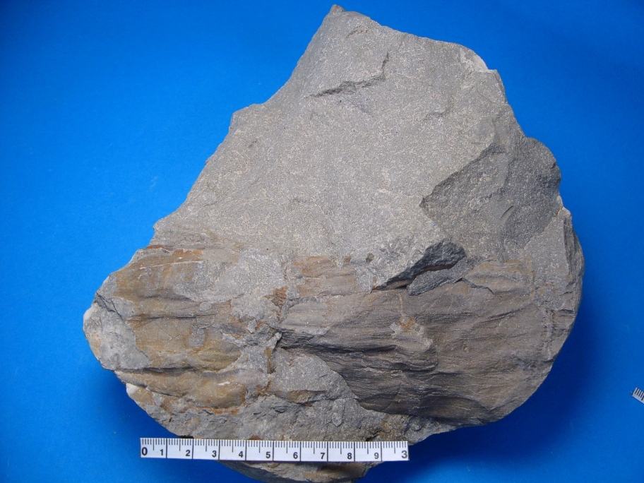 Sandsten med fossilt træ Coniferales