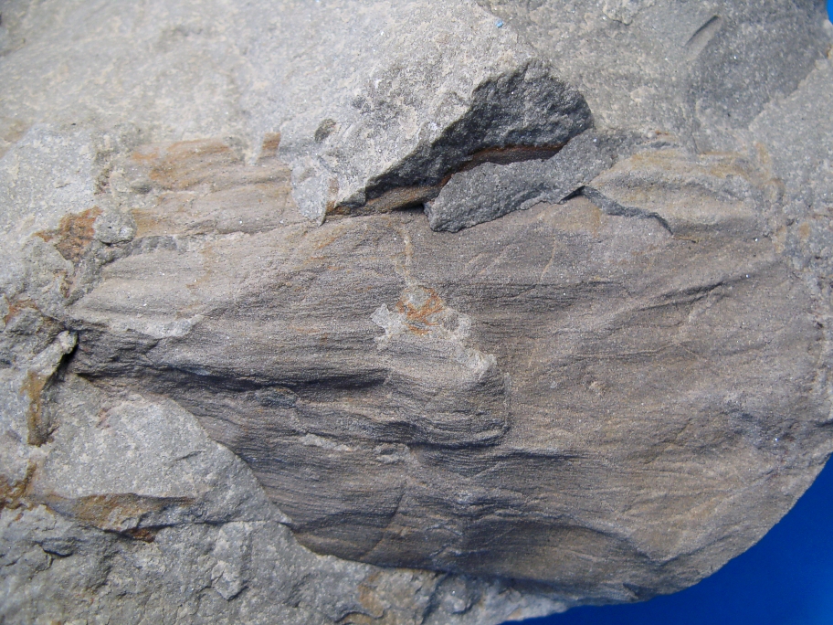 Nærbillede af fossilt træ Coniferales