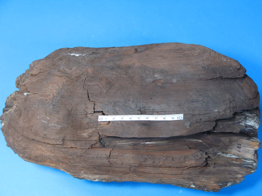 Fossilt træ som moseeg med indslag af forkisling