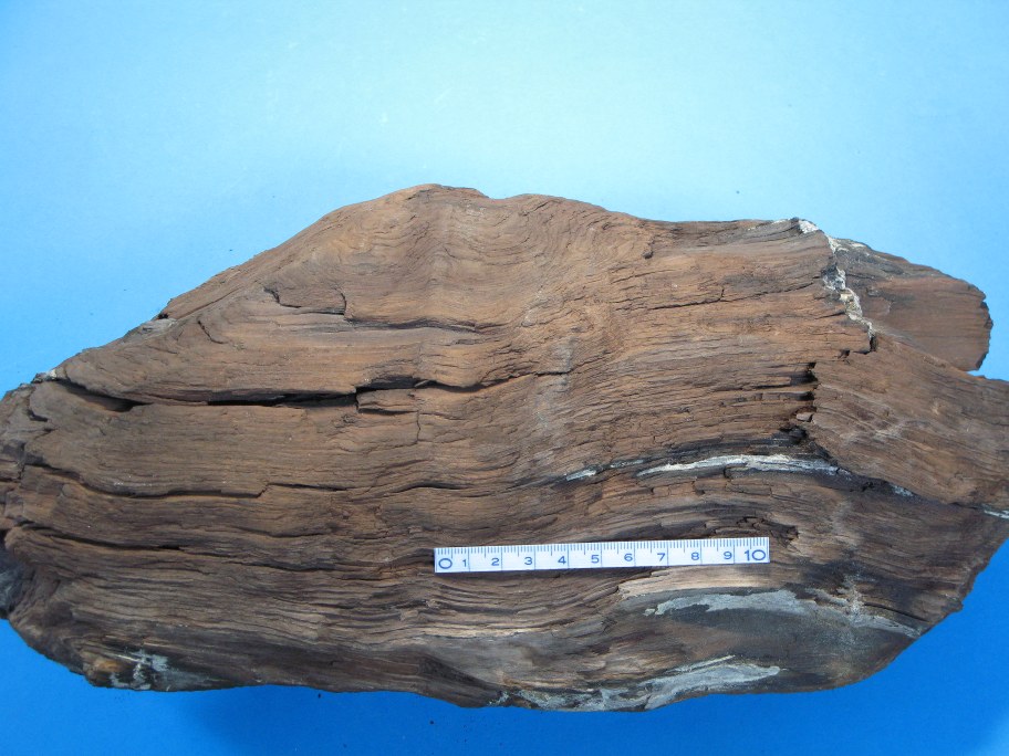 Fossilt træ set fra modsat side