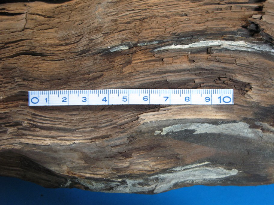 Nærbillede af fossilt træ