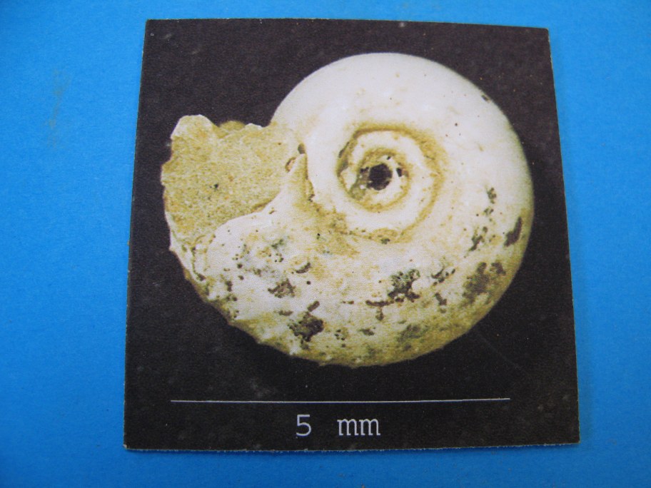 Ammonit fra TD-866