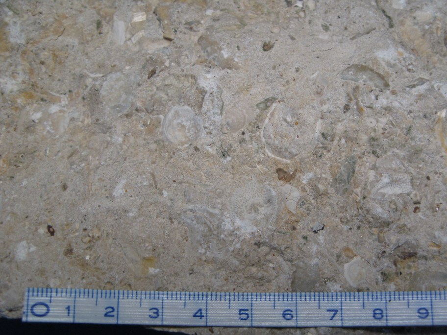 Kalksandsten med rester af brakiopoder og østers
