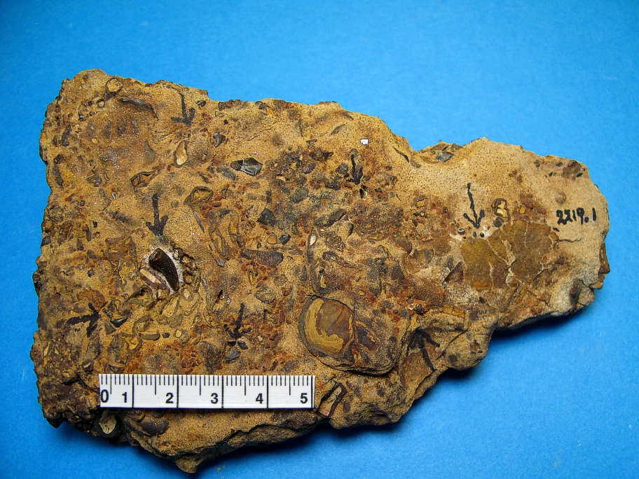 Fragment af Wealden sandsten