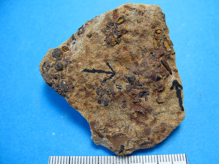 Fragment af Wealden sandsten med fiskeskæl og fiske- eller plesiosaurtand