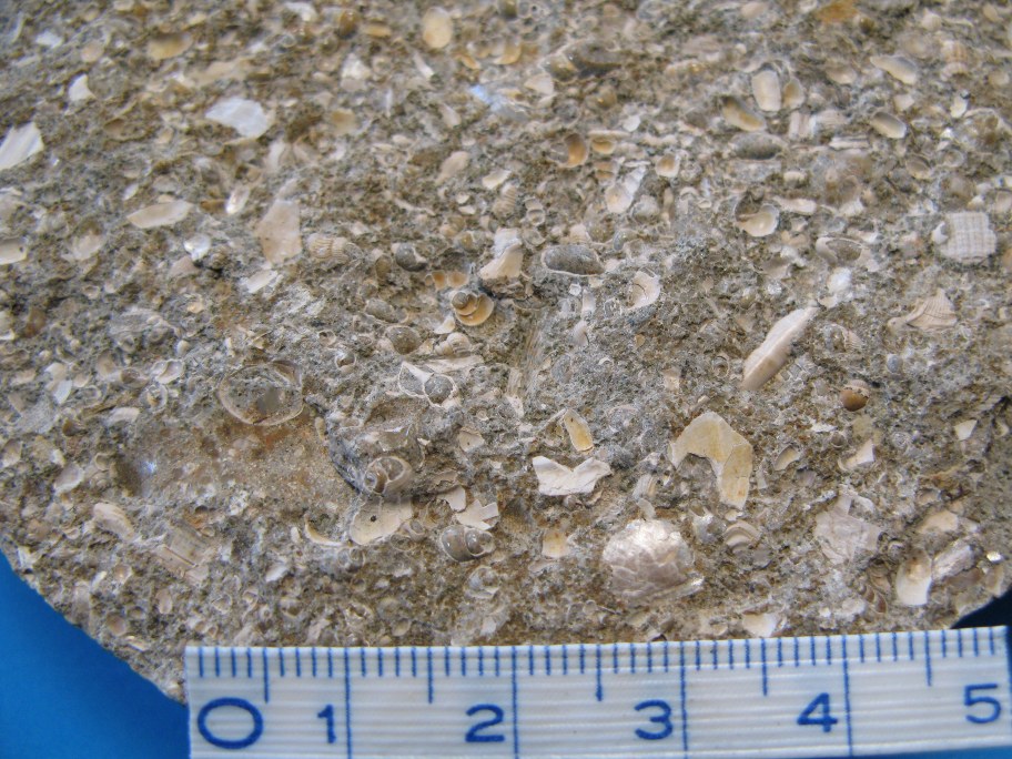 Nærbillede af Paleocæn Kalksandsten med Aporrhais, Turritella og Bayania