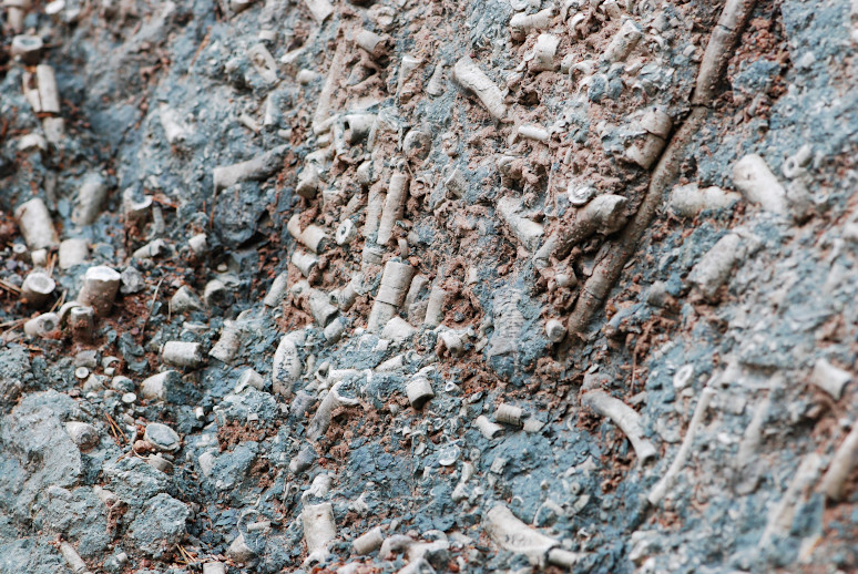 Nærbillede af søliljestilke i kratervæggen i Amtjaerns Kalkbrott