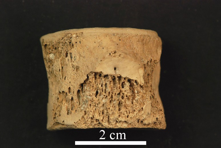 Fragment af hvirvel Mosasaur