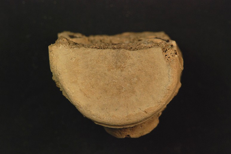 Fragment af hvirvel fra Mosasaur