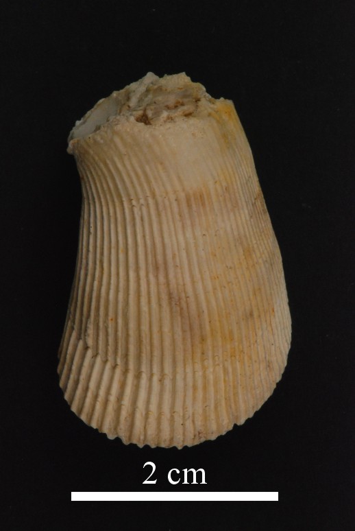 Spondylus labiatus