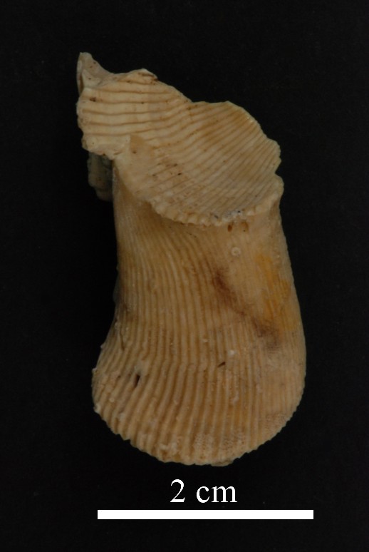 Spondylus labiatus