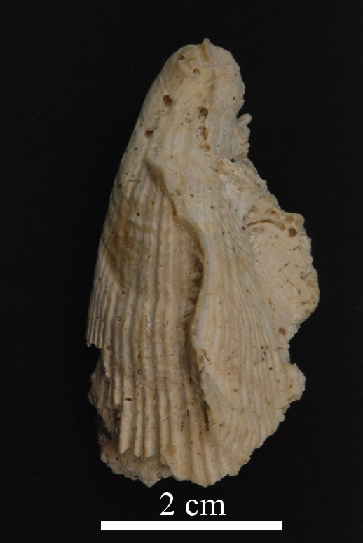 Spondylus latus