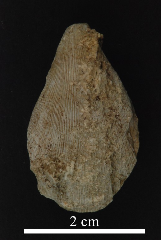 Brachiopoda (phylum)