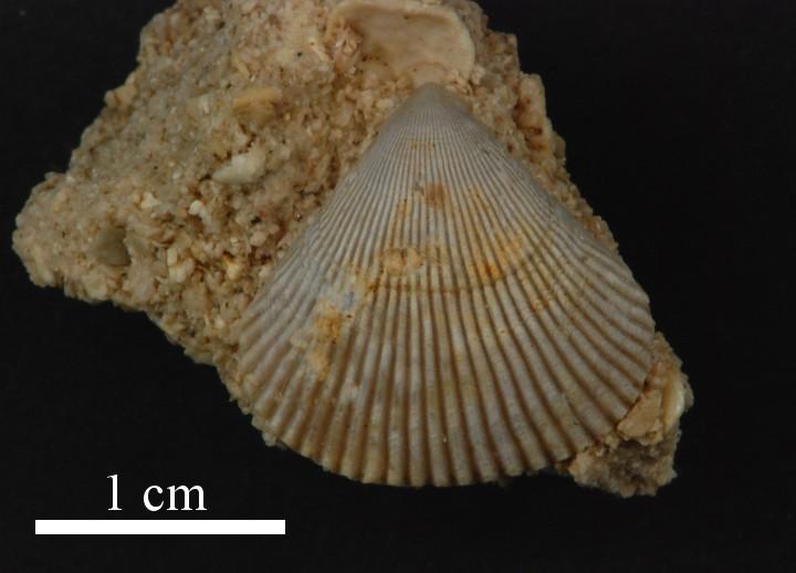 Rhynchonella triangularis